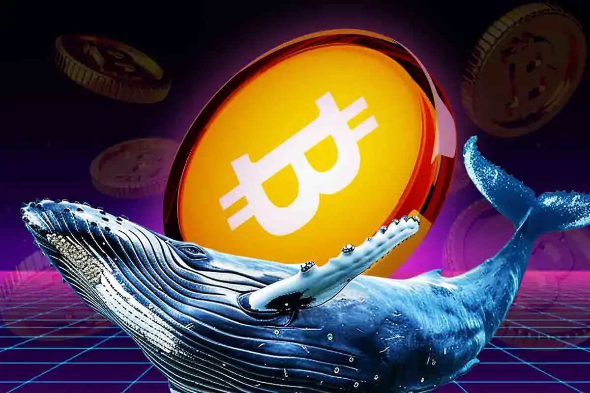 Whales Accumulate Bitcoin as Retail Investors Exit